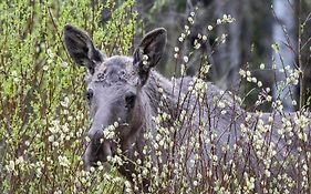 15 Nasjonalpark-sykling-kano-fisking- skogs- og fjellturer