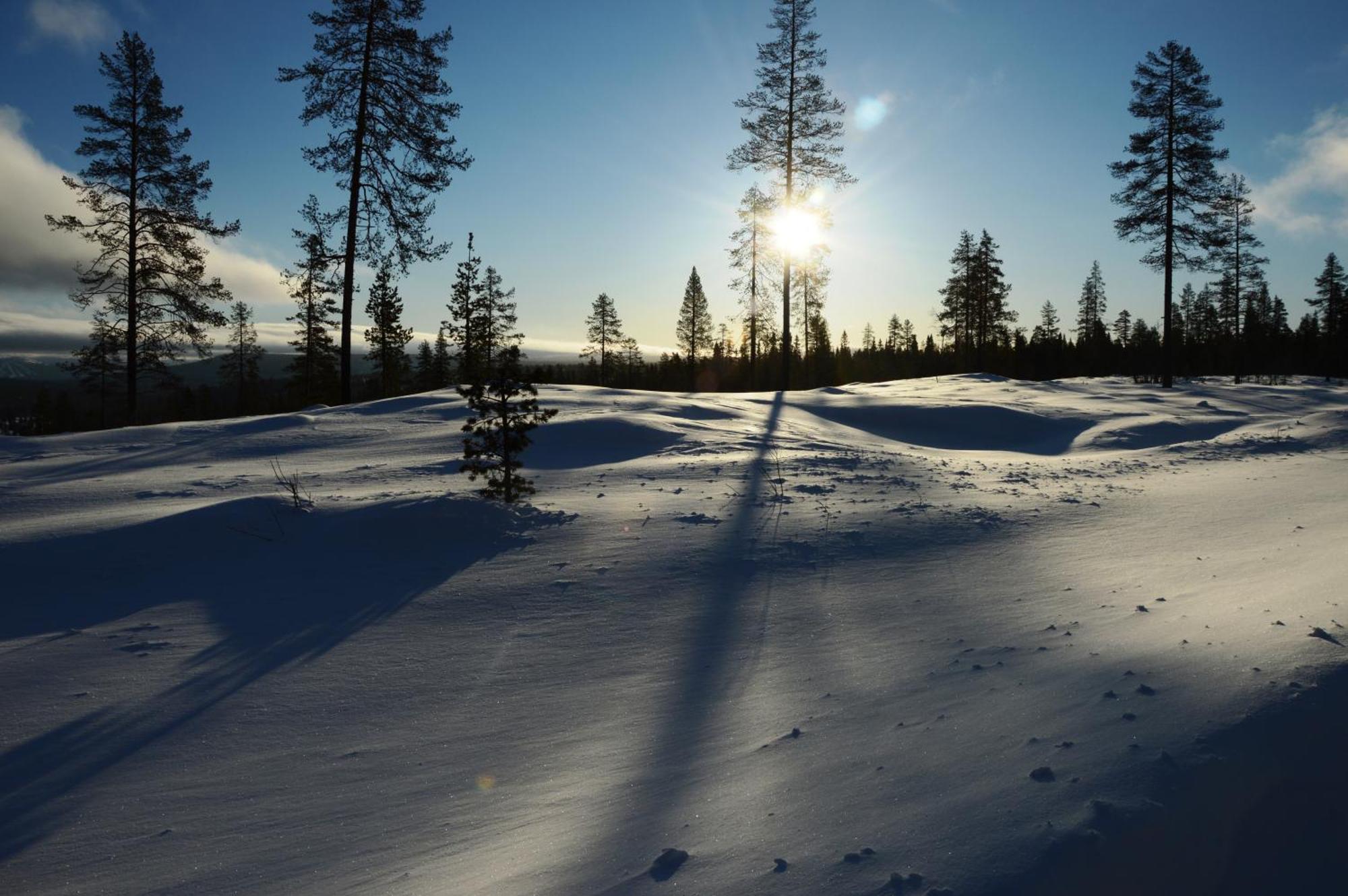 15 Nasjonalpark-sykling-kano-fisking- skogs- og fjellturer Ljørdal Eksteriør bilde
