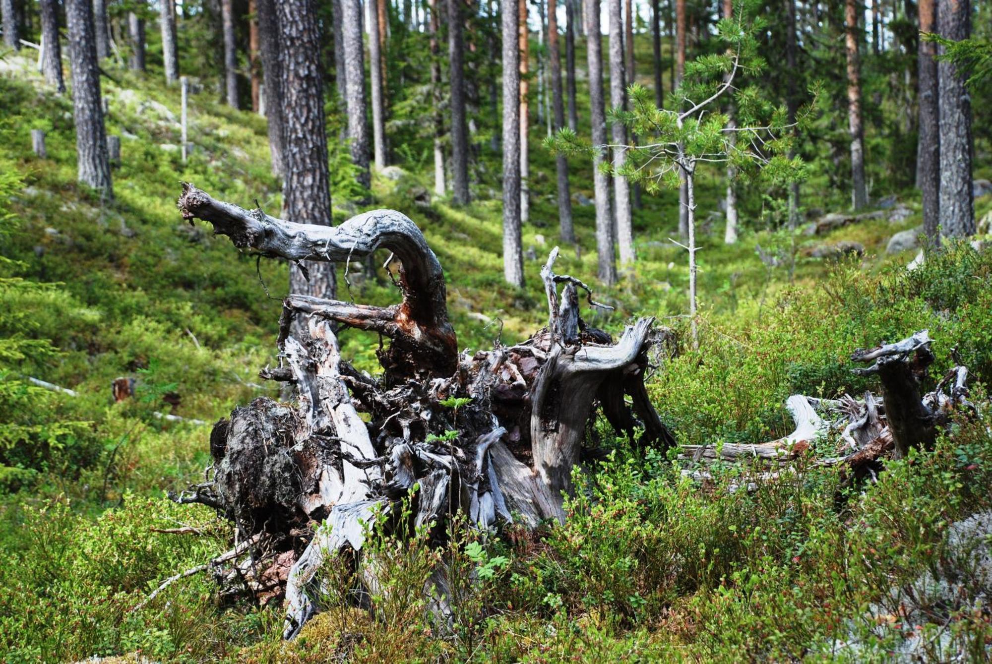 15 Nasjonalpark-sykling-kano-fisking- skogs- og fjellturer Ljørdal Eksteriør bilde