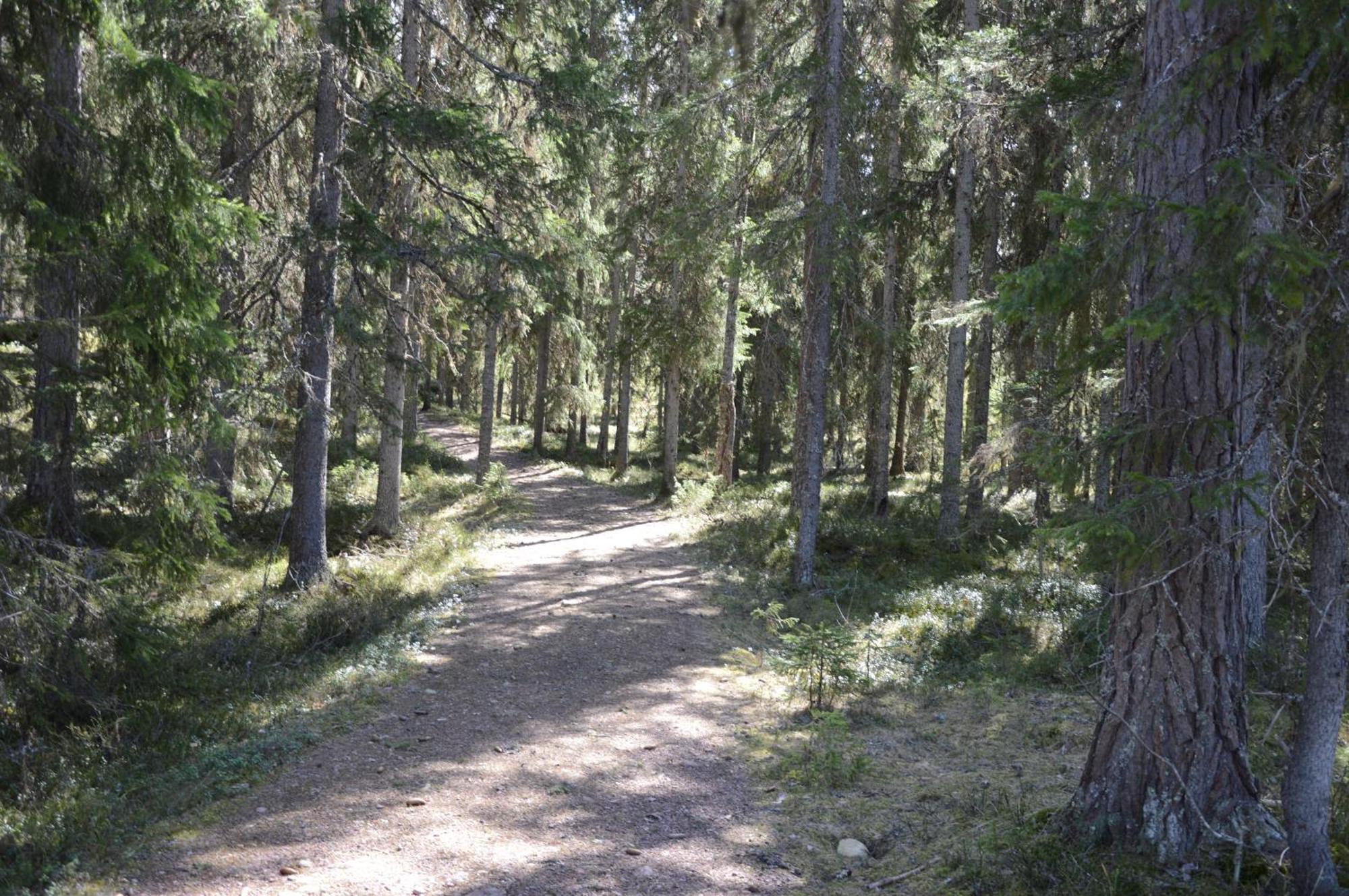 15 Nasjonalpark-sykling-kano-fisking- skogs- og fjellturer Ljørdal Eksteriør bilde